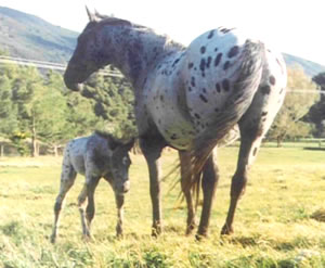 Earina's DreastormCL'sKangi, with Windancer