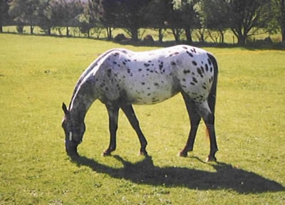 Earina's DreastormCL'sKangi
