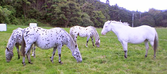 Eagleheart (at rear) with Kangi, Cloudy, and Papoose.
