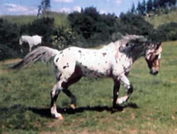 Earina's SRU Eagleheart