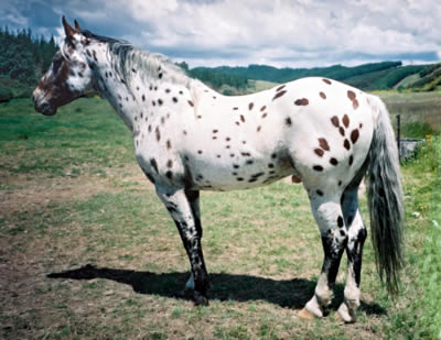 【中古】 360 Click / Appaloosa &amp; Blame Men's CloudWalker – SPIRA INC
